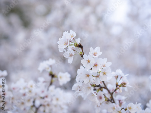 美しい桜の花