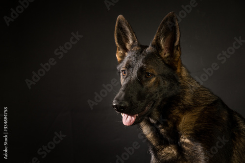 Sable GSD on black