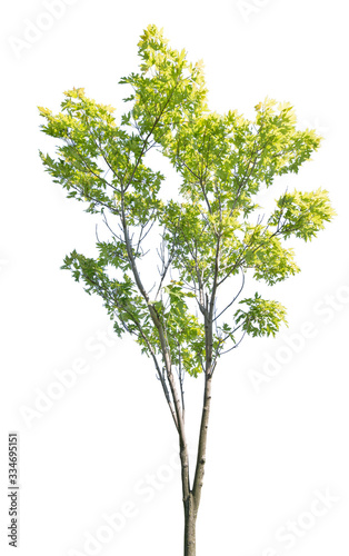 summer isolated maple with green leaves