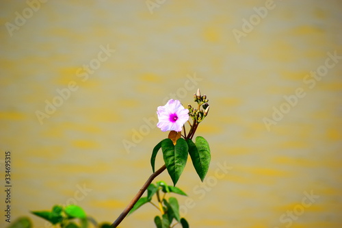 highly colored image of a purple flower near a water body photo