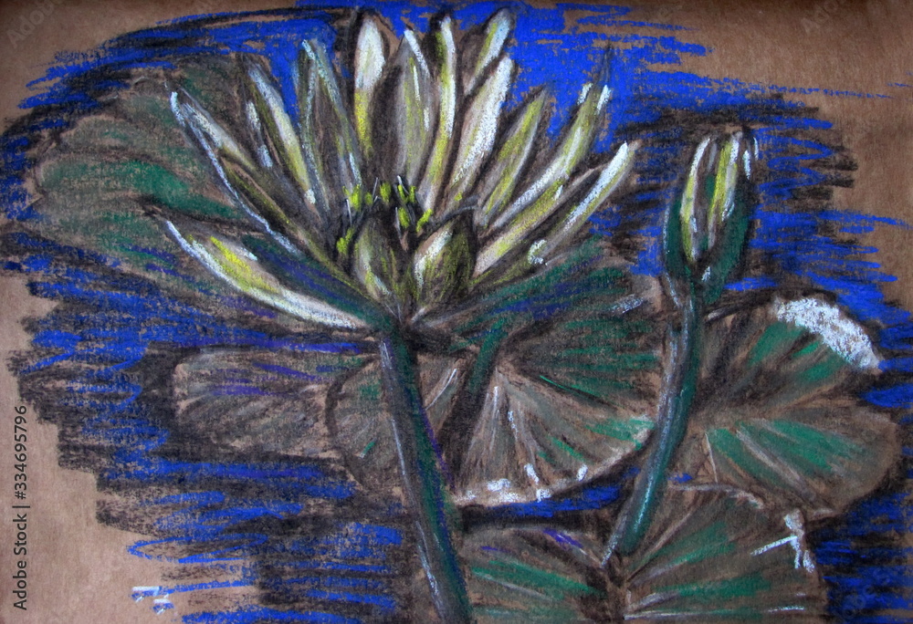 Water lily in a pond drawing with dry pastel on craft paper For