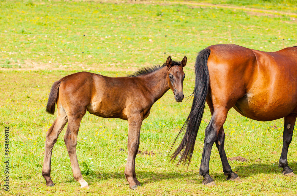 bay foal who is with his mother in the summer in a meadow bay foal who is with his mother in the summer in a meadow