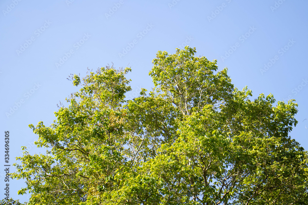tree on blue sky