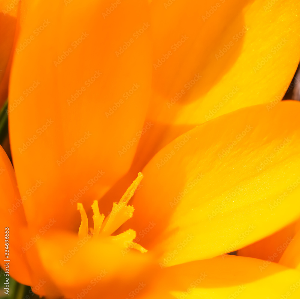 Abstract floral background, yellow crocus flowers. Macro flowers backdrop for holiday brand design Abstract floral background, yellow crocus flowers. Macro flowers backdrop for holiday brand design