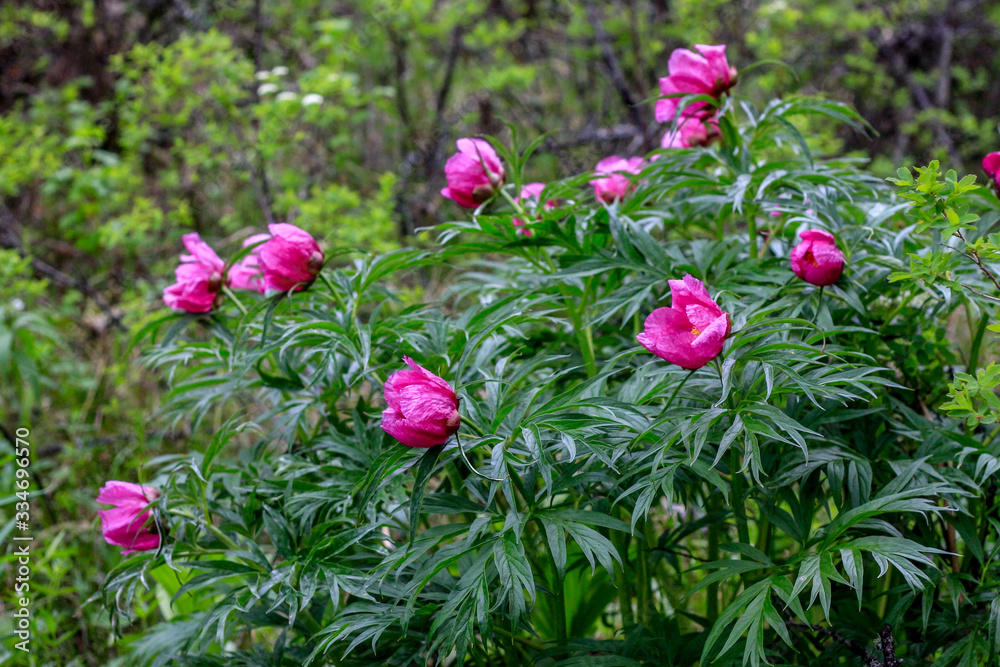 Fototapeta premium wild peonies