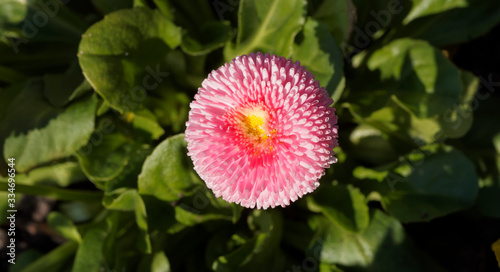 Bellis perennis Hybriden | Maßliebchen oder Gänseblümchen mit spatelförmigen Blätter, zahlreichen schön, ausdauernd, hohen Stielen gefüllte Blütenbälle rosafarbene photo