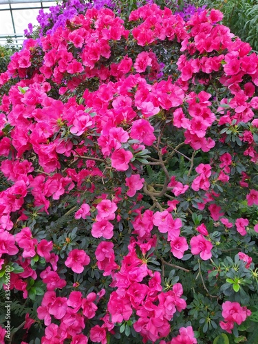 Fototapeta Naklejka Na Ścianę i Meble -  rododendron pink flowers blossom gaden park spring