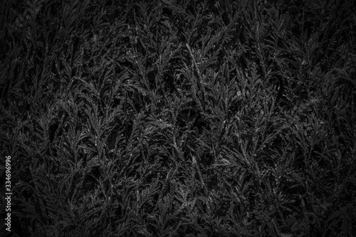 Black background of a pine plant texture - Dark scene background - Vegetal background
