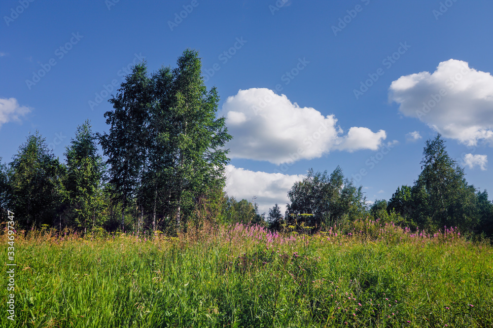 Summer landscape green meadow with blooming herbs on a background of forest and cloudy blue sky.