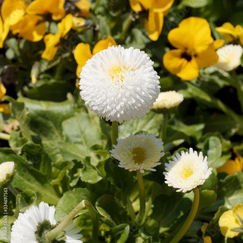 Maßliebchen oder Gänseblümchen (Bellis perennis Hybriden) weißeblühende Sorte photo