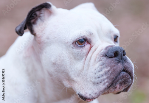 A white and brown English Bulldog dog head portrait with funny expression in face  selective focus  focus on eye