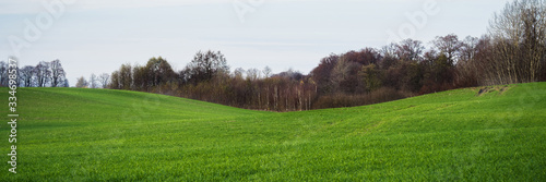 green meadow under blue sky on a clear sunny day