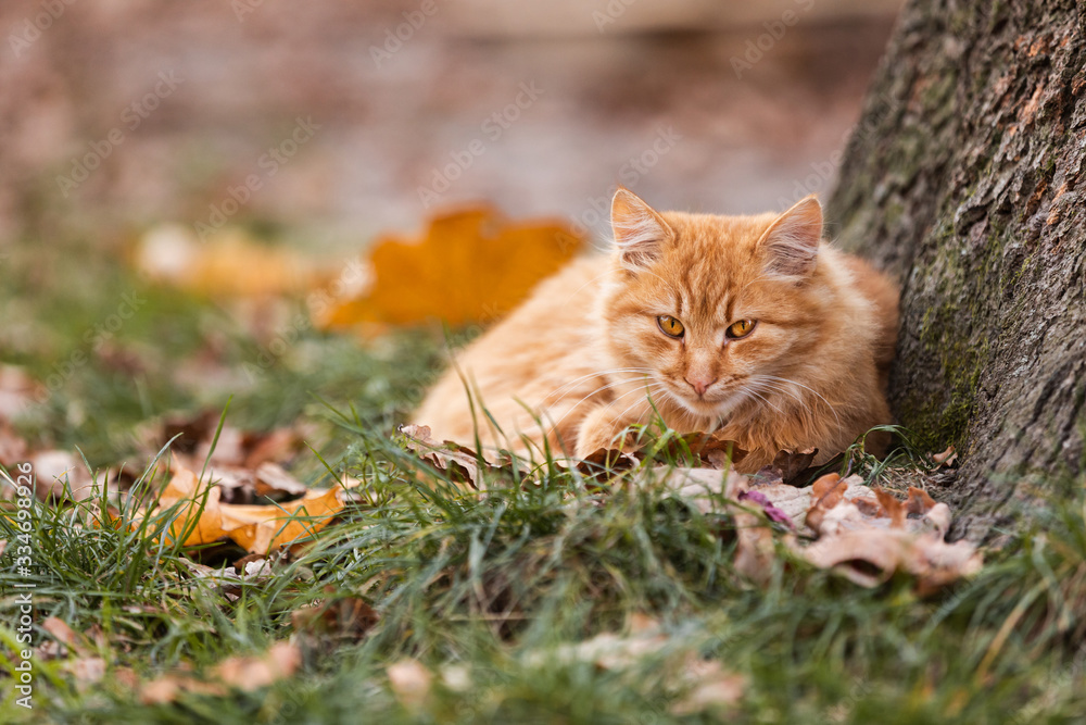 Beautiful Red Cat with Yellow Eyes resting Outdoor. Autumn cat on the green grass with yellow leaves