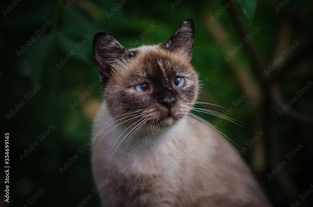 Obraz premium portrait of a siamese cat