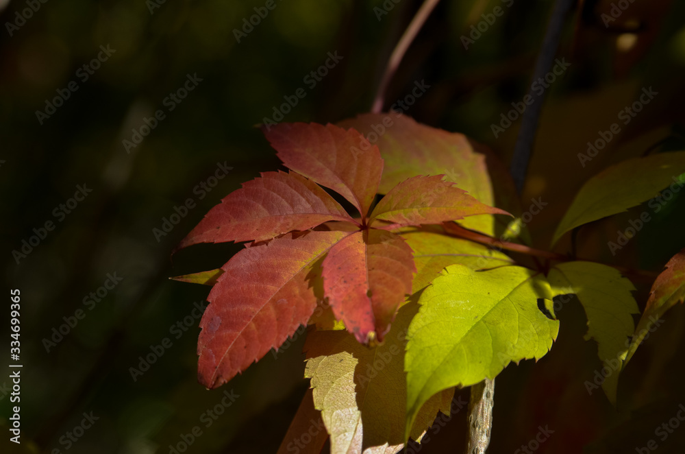 Obraz premium colorful leaves in autumn