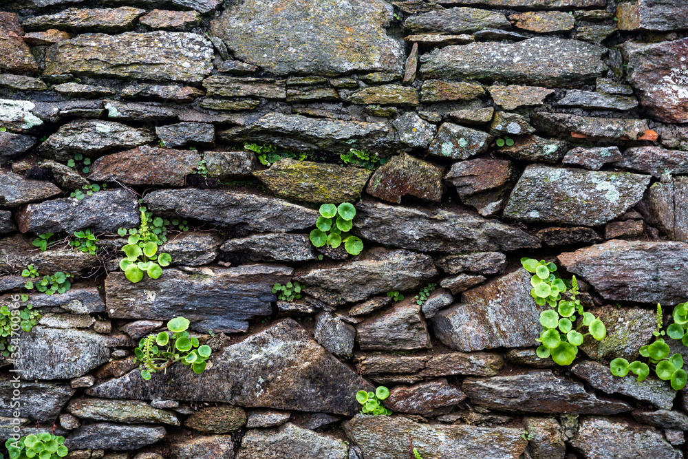 Plantes dans un mur de pierre