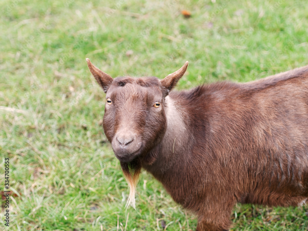 Cute brown domestic goat with white beards looking at camera in the farm. Eyes with horizontal pupil.