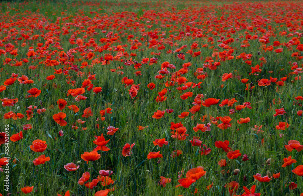 red poppies flowers with green stems on the field