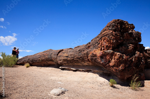 Arizona / USA - August 01, 2015: Tourist look a petrified tree trunk in Petrified Forest National Park area, Arizona, USA