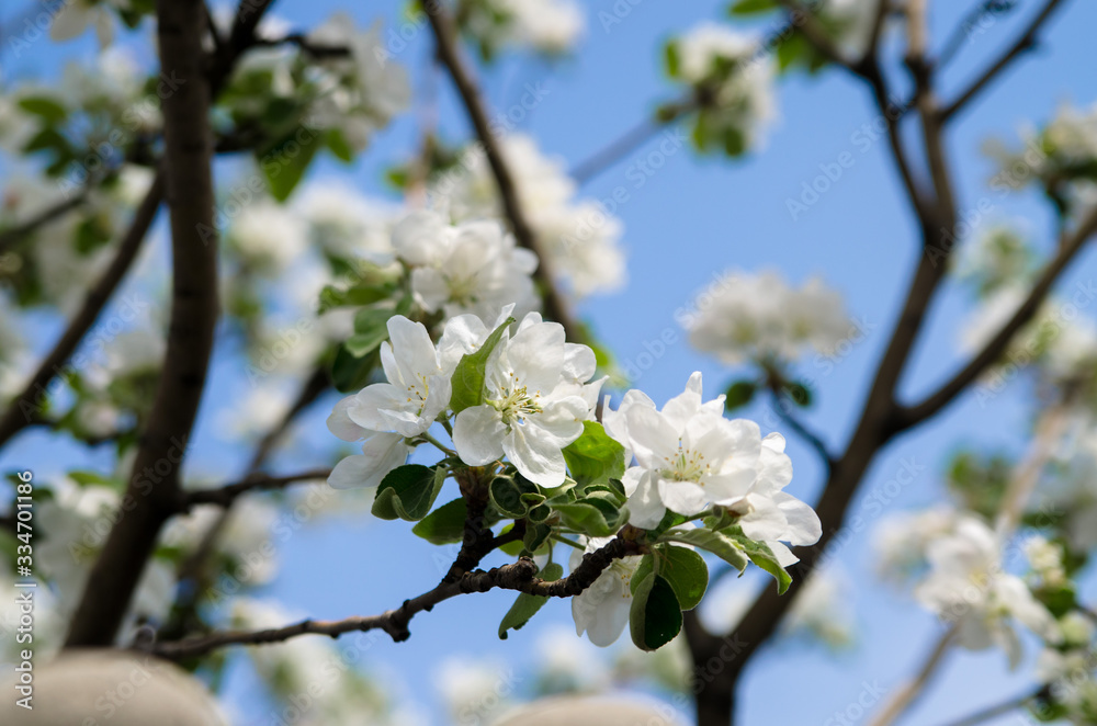 blossoming fruit tree in spring in april