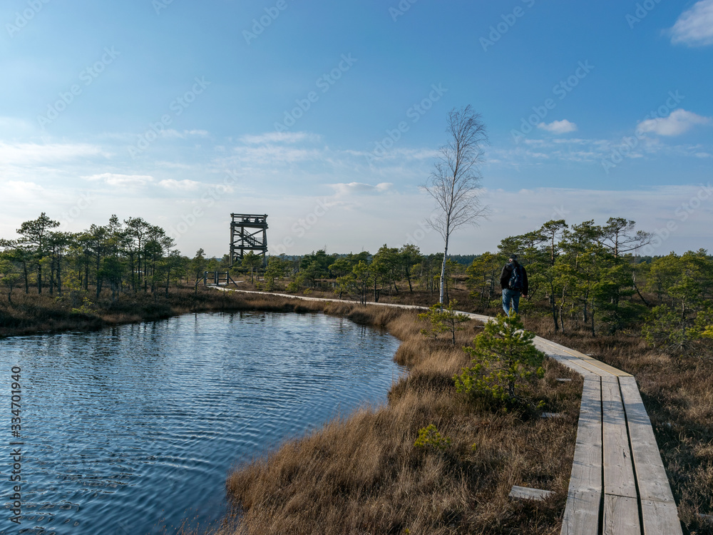 Wooden pathway through swamp wetlands with small pine trees, marsh plants and ponds