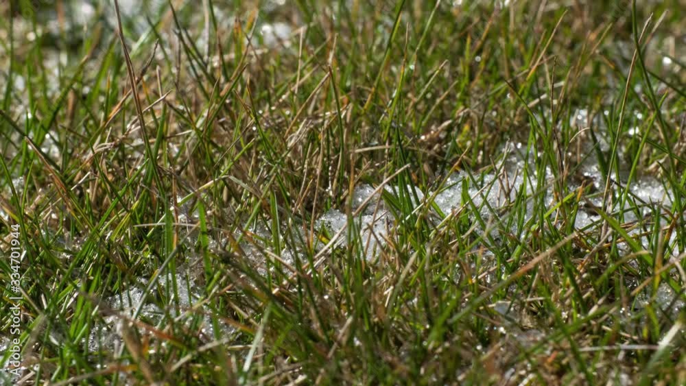 Timelapse of snow melting revealing green grass Timelapse of snow melting revealing green grass