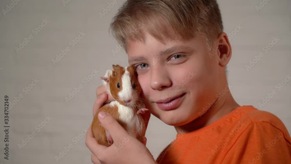 Closeup view video portrait of cute small baby guinea pig of several monthes old and happy smiling white kid holding animal gently vith love near his face looking at camera playing with his pet. Closeup view video portrait of cute small baby guinea pig of several monthes old and happy smiling white kid holding animal gently vith love near his face looking at camera playing with his pet.
