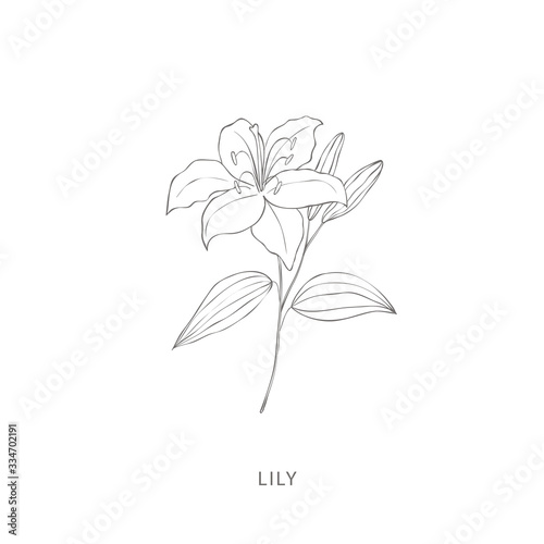 Hand drawn lily flower.Plant design elements. photo