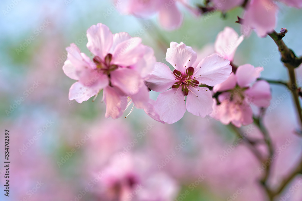 beautiful spring landscape - blooming trees, bright pink and white flowers as background beautiful spring landscape - blooming trees, bright pink and white flowers as background