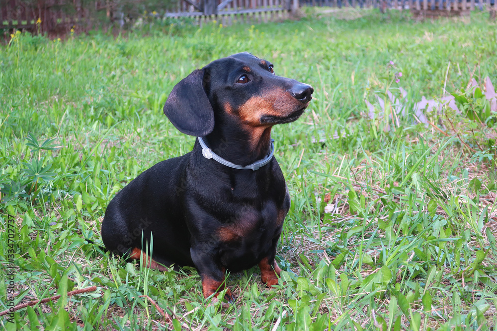 Domestic dog Dachshund in nature outside the city Domestic dog Dachshund in nature outside the city