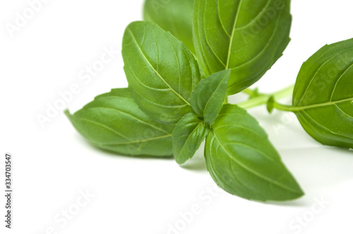 Closeup of basil leaves on white background