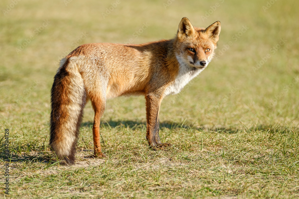 A magnificent wild Red Fox, the fox looks straight into the camera