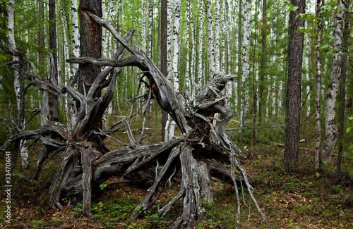 felled tree. tree roots in the forest