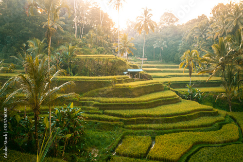 Bali ricefield sunrise 1 photo