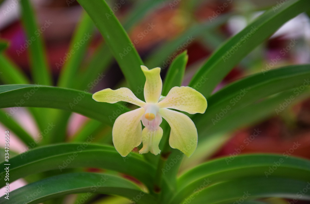 Fototapeta premium Орхидея