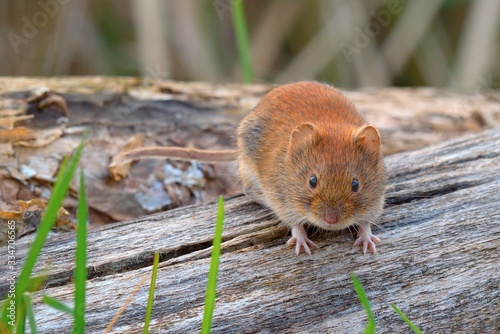 Konstfotografi Bank vole looking for food on old wood in forest,closeup