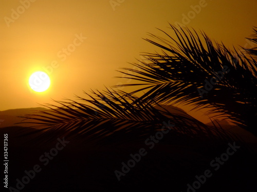 palm tree branch silhouette. desert sunset