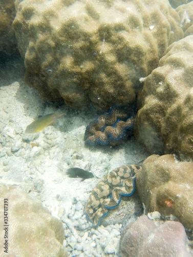 Togian island sea ecosystem with fish and coral