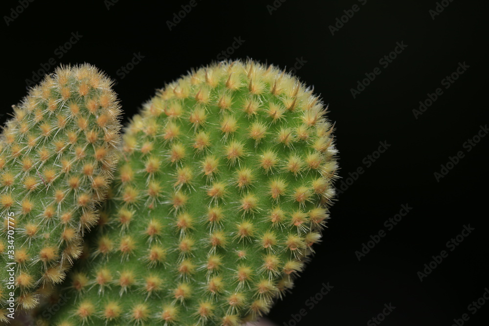 macro of cactus on dark background macro of cactus on dark background