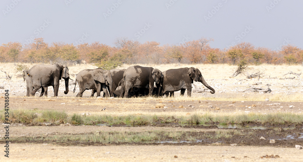 Photo of an elephant herd Photo of an elephant herd