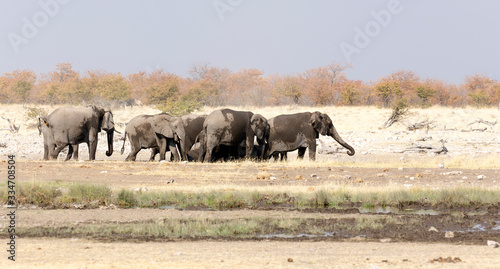 Photo of an elephant herd