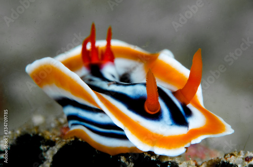 lumaca di mare nudibranco