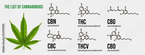 Realistic vector illustration of cannabis plant. List of the cannabinoids.