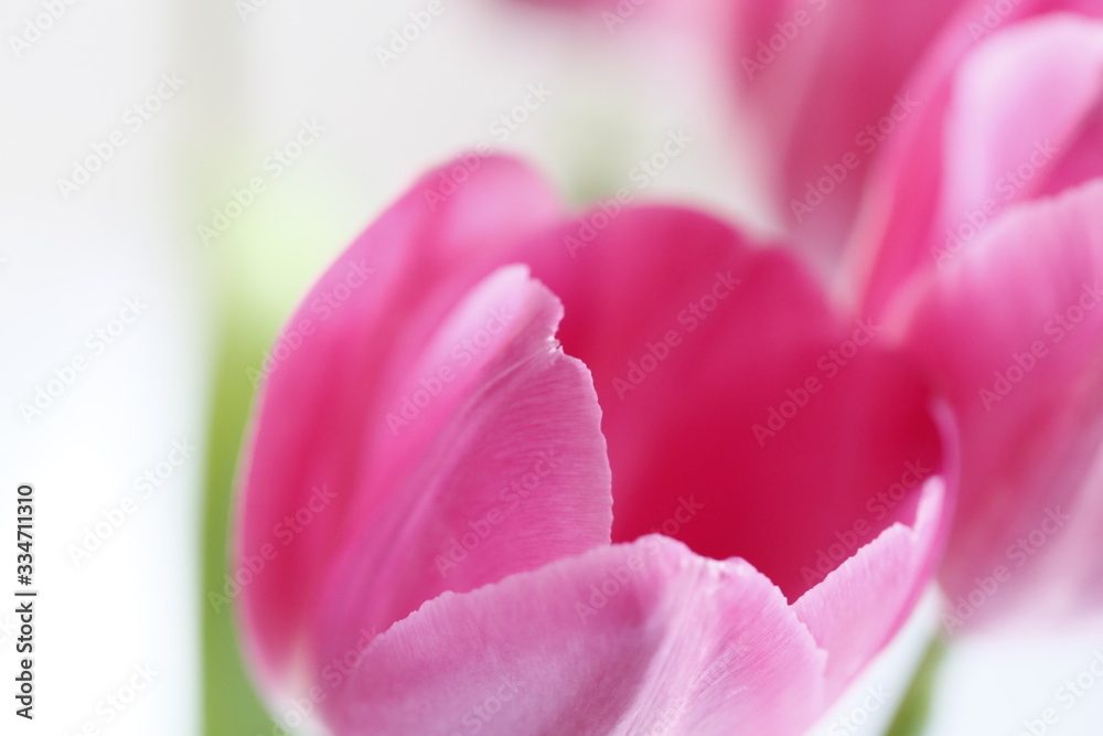 closeup of pink tulip