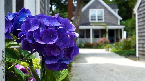 Hydrangea in Nantucket Island