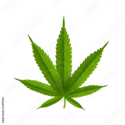 Cannabis leaf isolated on white background. Realistic marijuana.