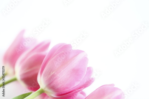 pink tulips on white background © Елена Беляшова