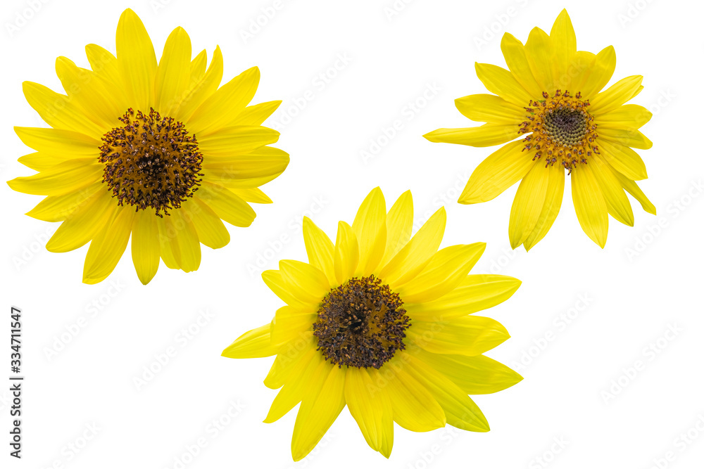 Naklejka premium Yellow Sunflower on white background. Photo with clipping path.