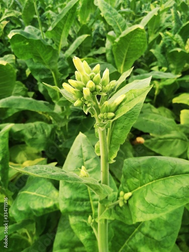 Wallpaper Mural Young tobacco plants green leaf natural growing in field, Nepal. Torontodigital.ca