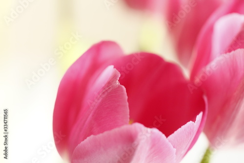 closeup of pink tulip